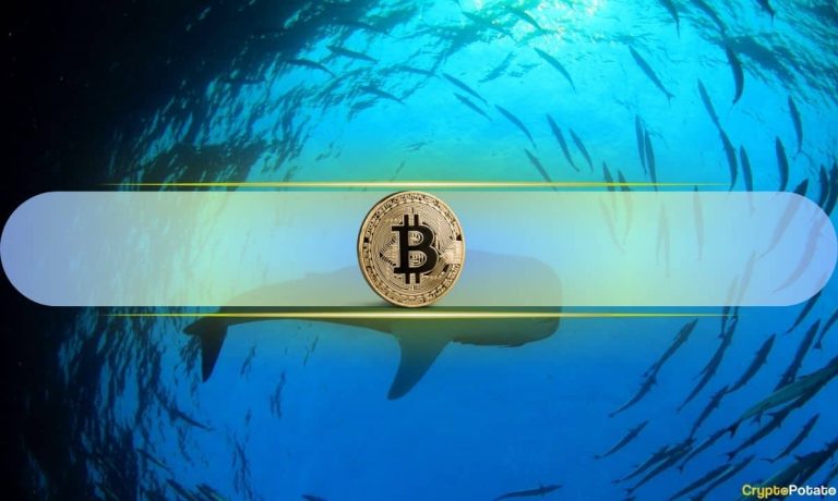 Bitcoin Whales Resume Buying After Months of Selling: CryptoQuant